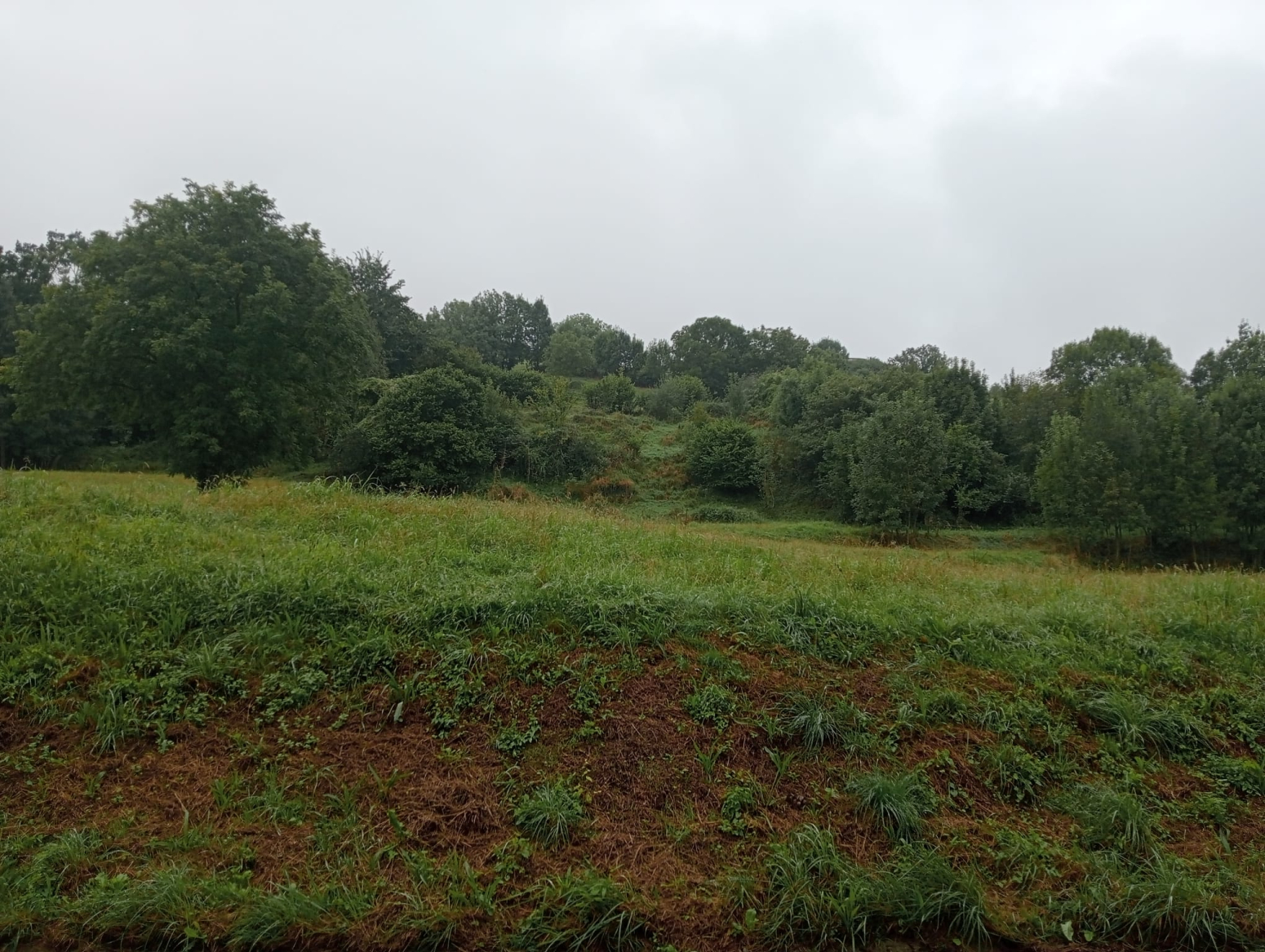 FINCA RUSTICA DE 9351 m² EN VILLACARRIEDO