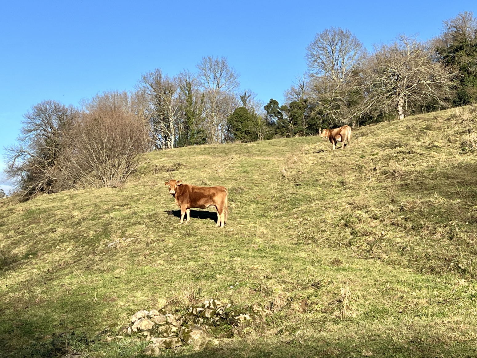 PRECIOSA CABAÑA PASIEGA EN ALOÑOS DE VILLACARRIEDO