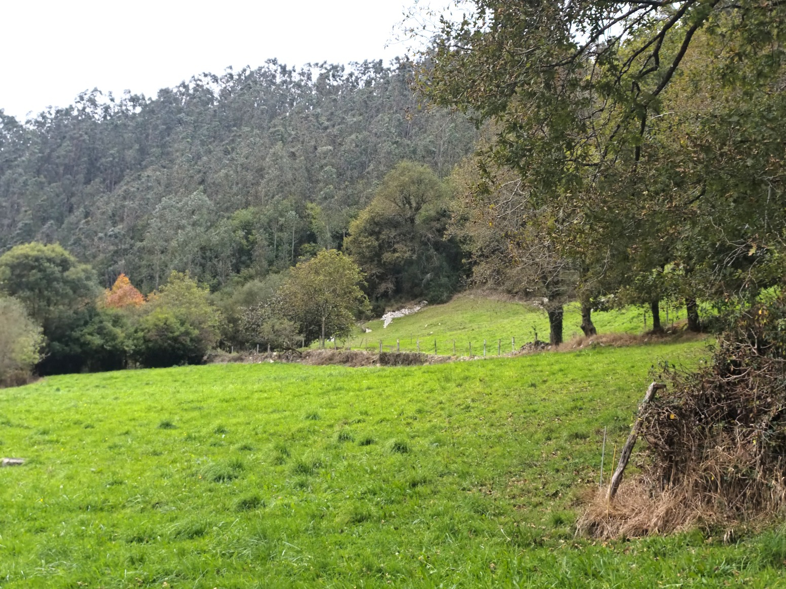 FINCA RUSTICA URBANIZABLE EN LAS CUEVAS (ROIZ)