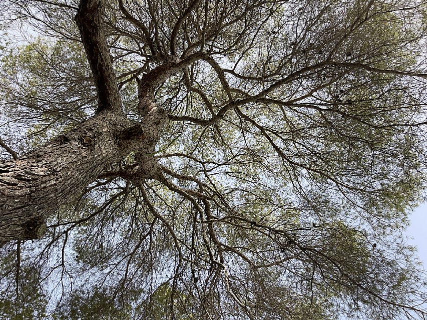 Casa independiente de 3 habitaciones con parcela de 1300 metros en Formentera