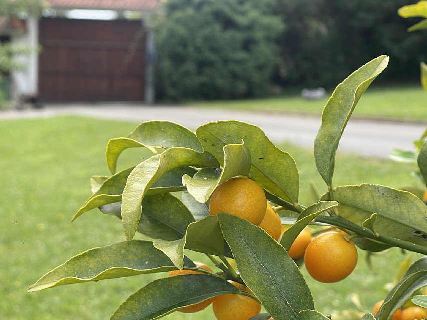 Chalet independiente con una parcela de 5000 metros, y unas impresionantes vistas a la bahia de Santander